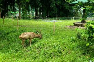 A brown deer with antlers eating grass against a grass background photo