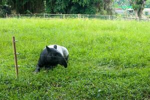 The Malayan tapir Acrocodia indica photo