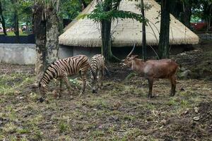 spiral-horned antelope and zebra foraging in zoo photo