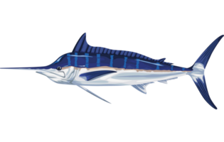 Marlin marino vita animale png