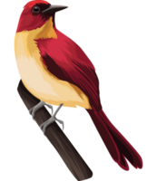 joli oiseau rouge dans une branche png