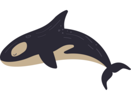 moordenaar walvis zeeleven dier png