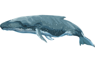 blauw walvis zeeleven png