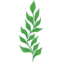 grön tång med leafs png