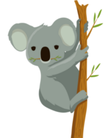 koala australiskt djur png