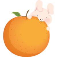 lapin mangeant des fruits orange png