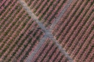 cruce en un melocotón campo foto