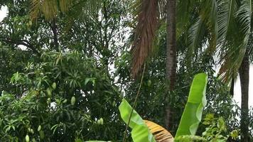 Mango trees that have started to bear fruit video