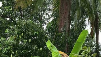 Mango trees that have started to bear fruit video