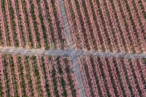 cruce en un melocotón campo foto