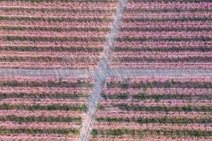 cruce en un melocotón campo foto