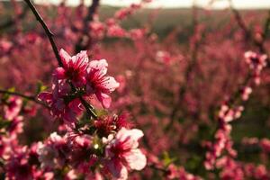 Peach Blossom in Spain photo