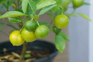few raw orange on tree blur background, fresh fruit in branch wi photo