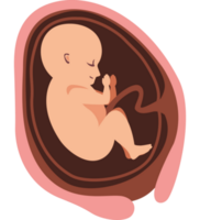 thirty week fetus baby png