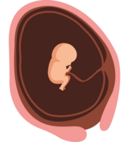 twaalf week baby foetus png