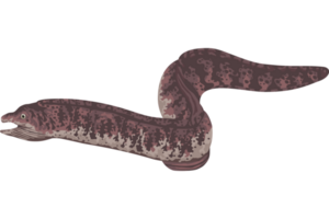 eel marine life animal png