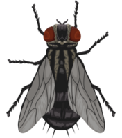 vlieg insect dier png