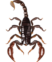 escorpião inseto perigoso png