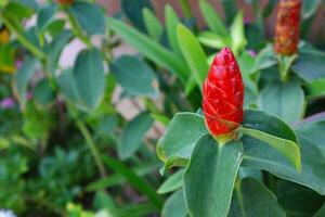 rojo costarnos espicato o indio cabeza jengibre flor en el jardín. selectivo atención y superficial profundidad de campo. foto