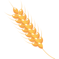 golden barley spike png