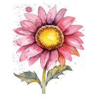 cute pink sunflower water color painting on white background photo