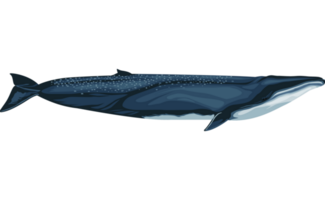 fin whale sealife png