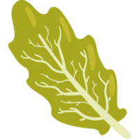 fresh lettuce vegetable png