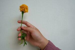 Hand holding a yellow flower photo