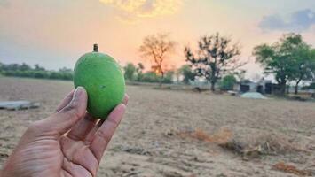 hombre mano sostener mango durante verano foto