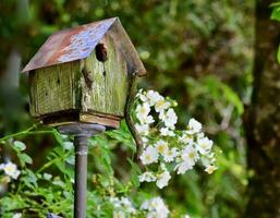 Rustic birdhouse and roses in a mountain garden photo