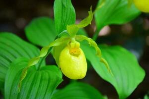 amarillo dama zapatilla orquídea creciente en norte carolina bosque foto