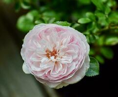 Earth Angel floridabunda rose in bloom photo