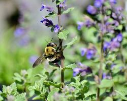 Bumble bee on catmint in a garden photo