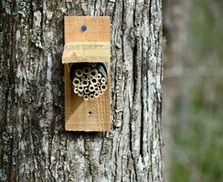 Solitary bee house on a tree in the forest photo