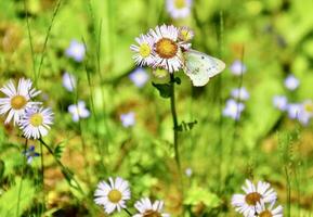 Orange sulphur butterfly on Robin's Plantain in a meadow photo