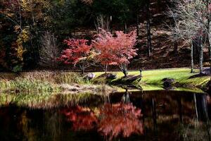 Japanese Maples in autumn, acer palmatum photo