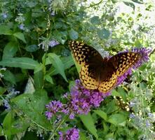 Great Spangled Fritillary Butterfly and buddleia photo