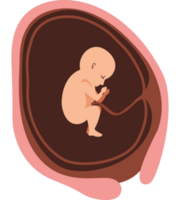 twintig week baby foetus png