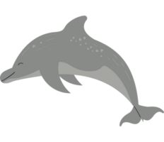 dolphin sealife animal png