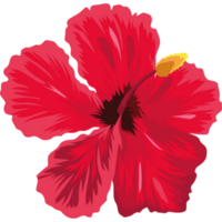 red exotic flower hibiscus png