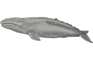 gebochelde walvis zeeleven png