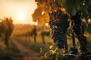 A bunch of grape are hanging from a vine in a vineyard at sunset light. photo