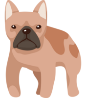 pug dog mascot domestic png