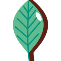 leaf plant foliage png