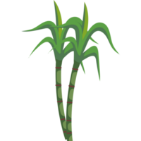 green palms trees png