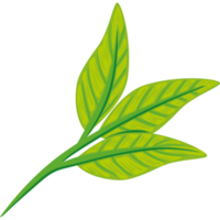 folhagem de planta de três folhas png