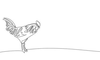 Rooster, farm bird. Continuous line one drawing. Vector illustration. Simple line illustration.