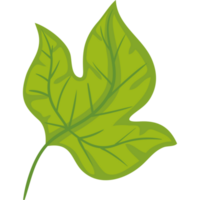 follaje de la planta de hoja verde png