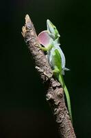 A green anole climbing a stick while trying to remove its sheddidng skin. photo
