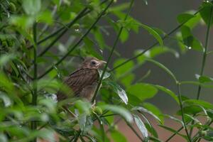 A young cardinal perches on a shrub before flying. photo